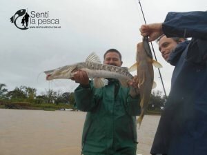 170410 PIQUE LA PAZ3