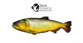 DORADO1