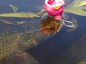 150822 CHARLA PESCA TARARIAS