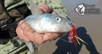 24/08/15 Pescando en el Mar Argentino 150825 PESCA MOSCA MAR DEST