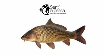 CARPA DESTACADA
