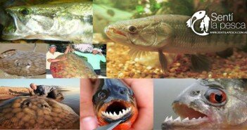 DELTA ESPECIES DESTACADA