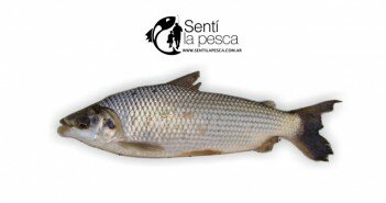 SABALO DESTACADA
