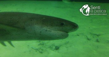 Peligro Crítico: Tiburones TIBURONES DESTACADA