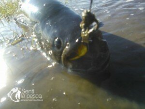 150921 TARUS EN GUALEGUAY (4)