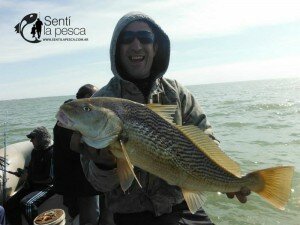 150923 CORVINAS EN SANTA TERESITA2
