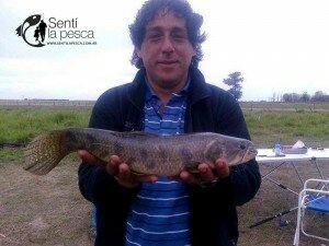 150924 HOPLIAS CERCA DE MONTE (7)