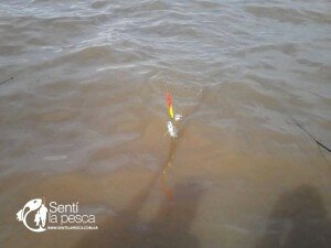 150928 PEJES EN QUILMES (4)