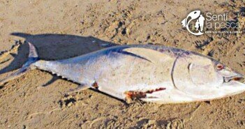 ATUN EN NECOCHEA dest