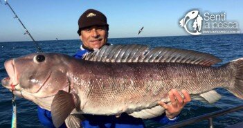 SALMON 20 KG AQUAFISH DEST