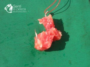 TEMPORADA DE BOGAS (5)