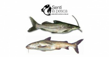 BAGRE DE MAR DEST