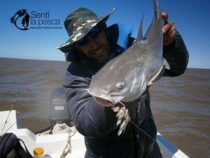 151104 PEJES Y BAGRES EN RIOPLA SUR5