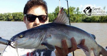 151116 BAGRES SOBRE EL PARANA BRAVO dest