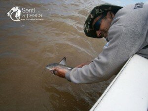 BAGRE DE MAR SEBAGONZALEZ DEVOLUCION