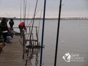 SARDINAS EN NUESTRO PARANA GUAZU (2)