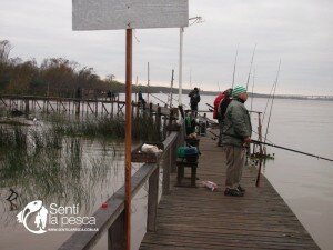 SARDINAS EN NUESTRO PARANA GUAZU
