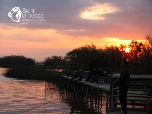 SARDINAS EN NUESTRO PARANA GUAZU (4)