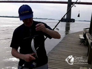 SARDINAS EN NUESTRO PARANA GUAZU (5)