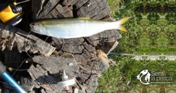 SARDINAS EN NUESTRO PARANA GUAZU dest