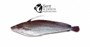 BROTOLA dest