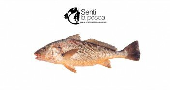 CORVINA RUBIA dest