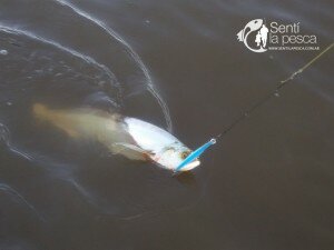 160217 CHAFALOTES DE ROSARIO6