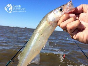 160229 PEJES DE JUNIN9