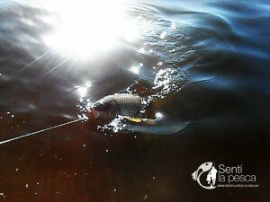 160229 PESCA EN CORDOBA11