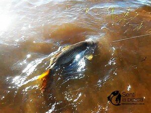 160229 PESCA EN CORDOBA12