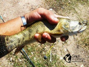 160229 PESCA EN CORDOBA13