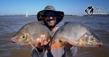 160316 BOGONES EN BERISSO dest
