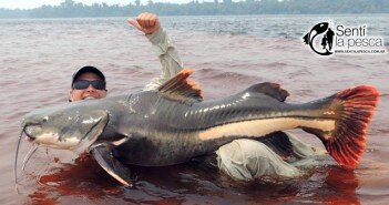 PESCA EN AMAZONAS dest