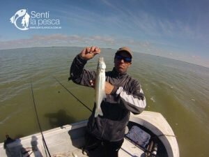 160421 SALADA GRANDE DE MADARIAGA3