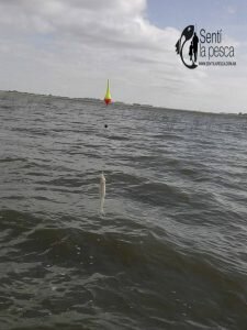 160511 PESCANDO EN SALADA DE MONASTERIO4