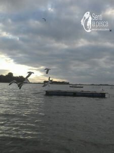 160511 PESCANDO EN SALADA DE MONASTERIO5