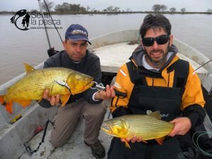 160608 DORADOS EN ROSARIO1