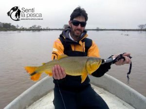 160608 DORADOS EN ROSARIO7