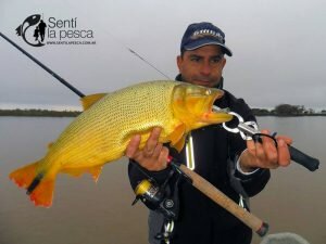 160608 DORADOS EN ROSARIO8