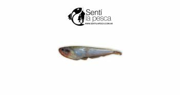 banderita peje dest