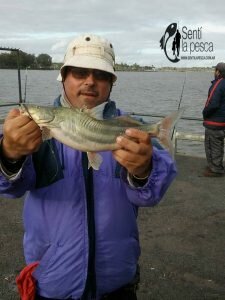 160830 PIQUE MUELLE UNIVERSITARIO1