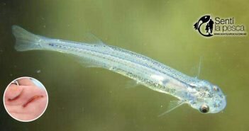 Candiru o Pez Vampiro CANDIRU dest
