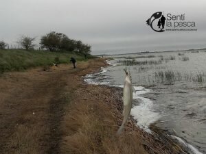 160509 PESCA EN ADELA