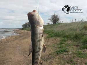 160509 PESCA EN ADELA2