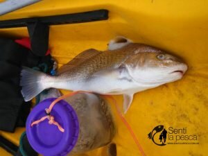 160905 KAYAKFISHING EN LA BALANDRA1