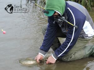 160905 TARUS DE VENADO TUERTO11