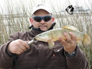 160905 TARUS DE VENADO TUERTO7