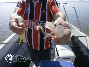 160912 PEJES EN CHIS CHIS9
