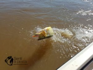 160914 DORADOS EN LA ZONA LODGE8