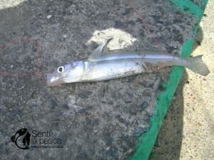 160915 PESCA EN PUNTA LARA (3)